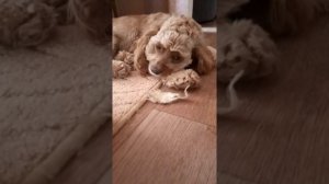 Собака погрызла вещь. Виноватая собака не признает ошибку. Миленький щенок . Воспитательный процесс