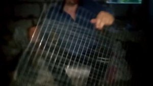 Клетки для перепелов своими руками .часть 2