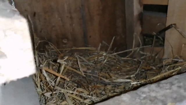 Квочки зимой / Какая яйценоскость у кур зимой? / Мой Добби всегда рядом со мной) бычки и поросята