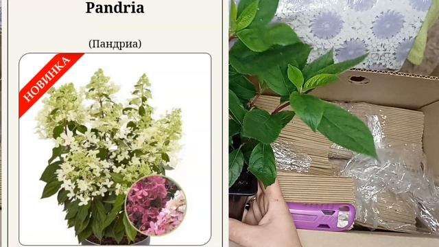 Обзор посылки с гортензиями из питомника "АННАБЕЛЬ".#обзорпосылок #гортензииметельчатые