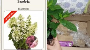 Обзор посылки с гортензиями из питомника "АННАБЕЛЬ".#обзорпосылок #гортензииметельчатые
