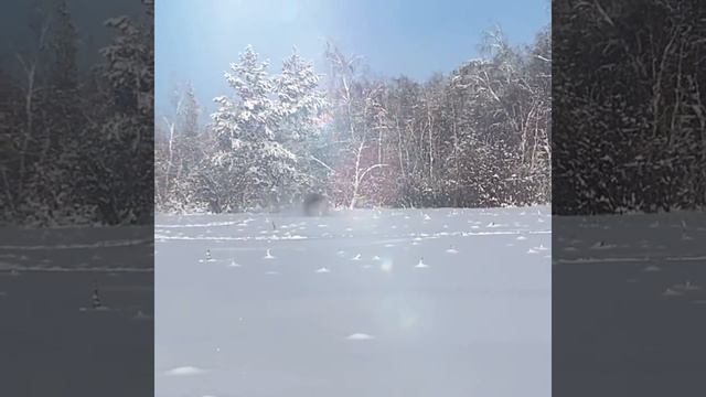 Кавказская овчарка Из Якутии смотреть онлайн