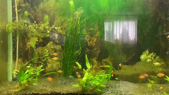 Аквариумная рыбка в Латвии смотреть онлайн