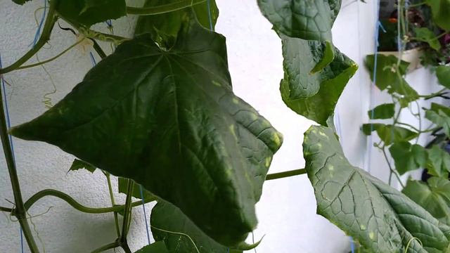 Удивить гостей нечем. Петуния пахнет бабушками смотреть онлайн