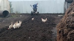 плуг в работе с передним адаптером для мотоблока