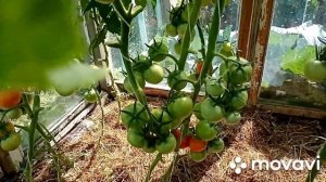 Гибриды томатов: Декабрист, Золотая тёща от Садов России. Обзор, дегустация.