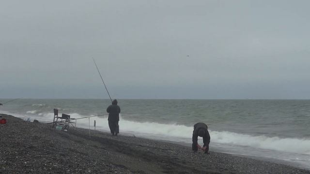 Навага. Охотское море. С разъяснениями.