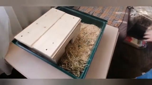 Подготовка клетки для шиншиллы??/ Первое видео смотреть онлайн