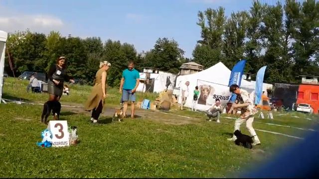 21.08.2022, СПб. Клуб "Кентавр-2". Выставка собак "КУБОК ПЕТРА" смотреть онлайн