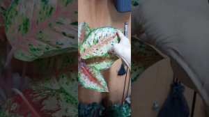 Аглаонемы 10карат/20 карат/блэк 10 карат/свит дрим/новый гибрид триколор.