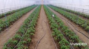 Выращивание томатов Пинк Хит и Макан. Укоренение и бутонизация.