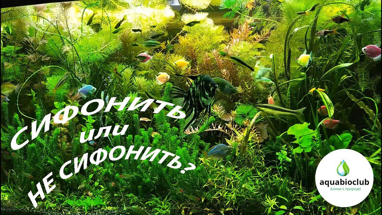 Сифонка грунта в аквариуме. Сифонить или не сифонить? смотреть онлайн