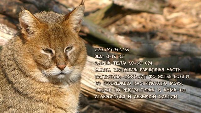 Кошки Красной Книги России (1 часть)