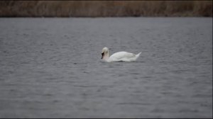 Работа стабилизатора объектива Sigma DG 150-500mm