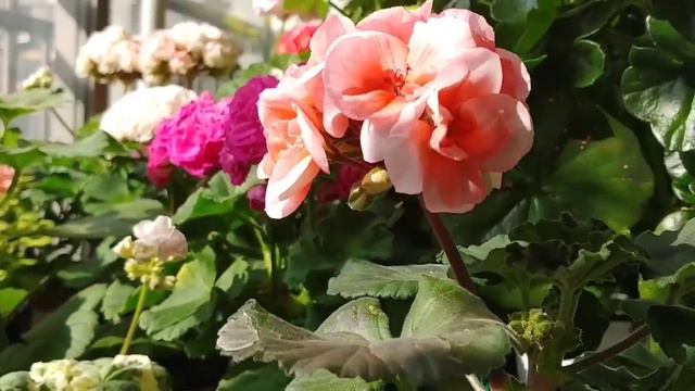 제라늄 살몬프린세스 смотреть онлайн