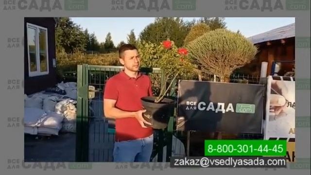 Видео отзыв о питомнике Все для Сада   много растений, хорошие цены, большой опыт работы