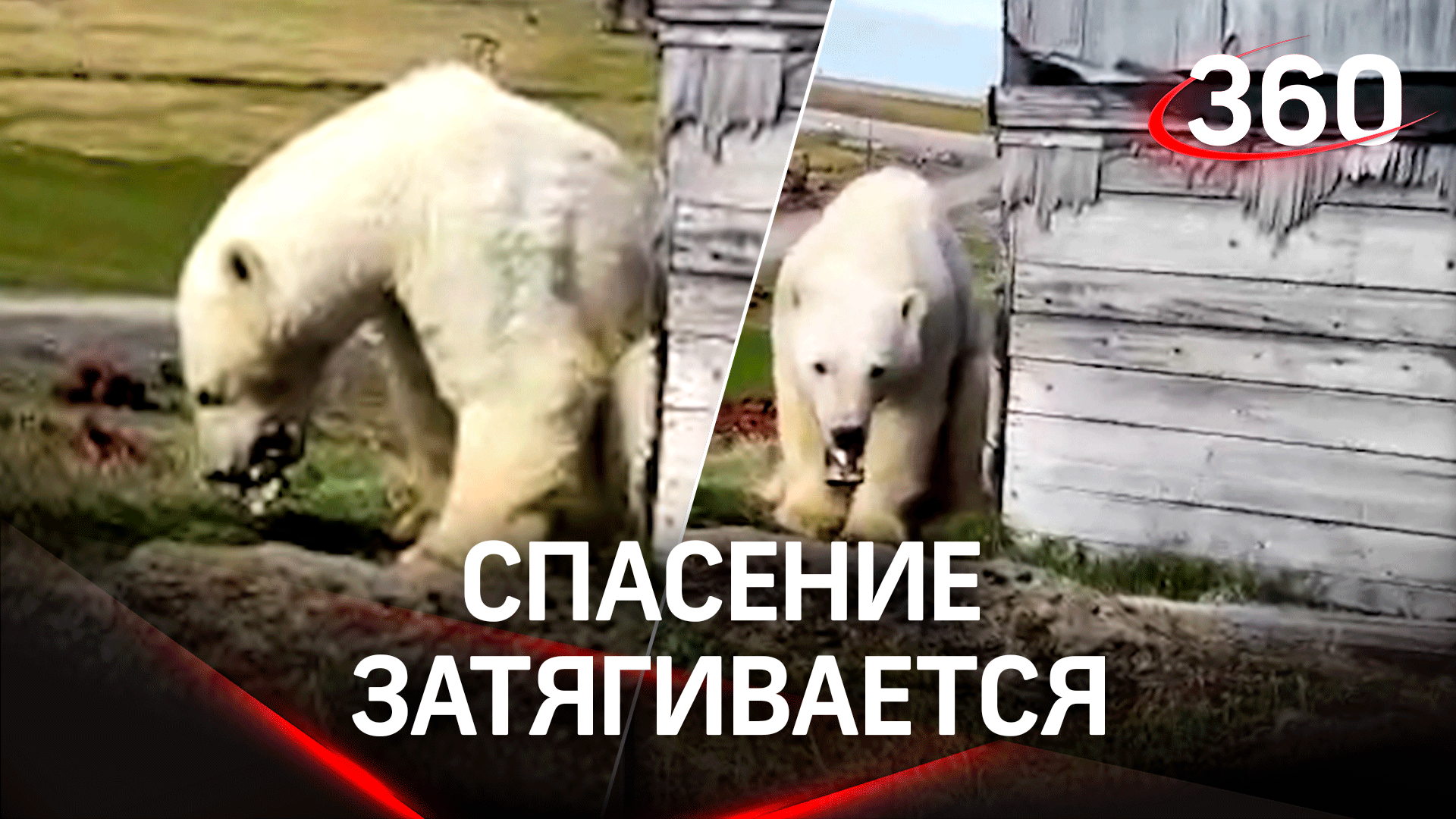 Спасению медведя с банкой во рту мешает погода: московские ветеринары застряли в аэропорту Норильска