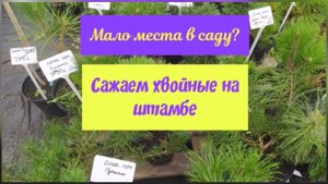 Мало места в саду. Сажаем хвойные растения на штамбе.