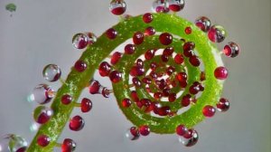 Геометрия в природе: растения с идеальной гармонией и симметрией