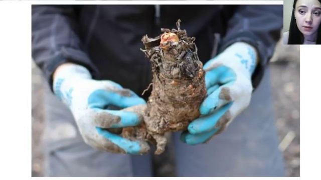 Вебинар "Лекарственные и пряные травы. Часть 2" смотреть онлайн