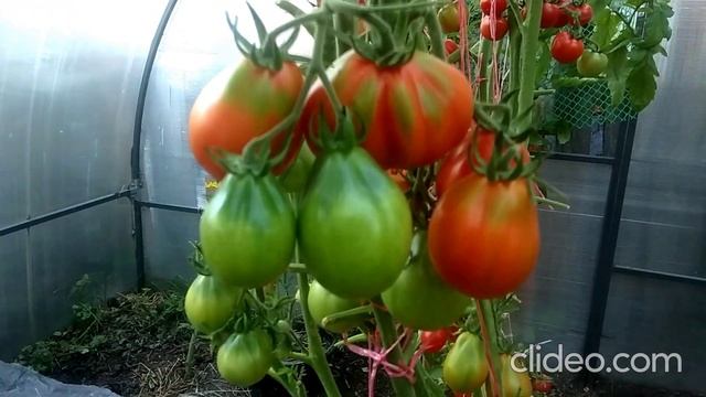 Урожай "Красного трюфеля" в неурожайный год. Сорт отличный! смотреть онлайн