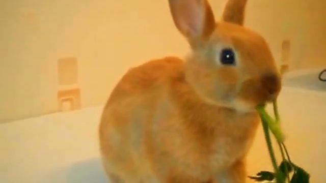 Крольчонок цветного сатинового карлика. смотреть онлайн