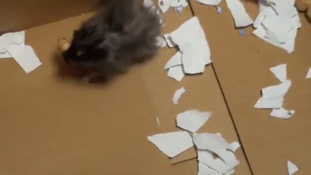 Прогулочный лабиринт для хомяка своими руками смотреть онлайн