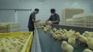 Eisbrecher - Was ist hier los Cover by ( RADIO TAPOK )