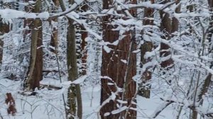 В лесу Козьи Горы вблизи Гнездово. Красиво! Снежно! Холодно.
