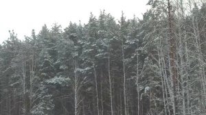 Падает пушистый снег, красивый зимний лес