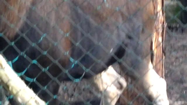 Лось. Внезапно. смотреть онлайн