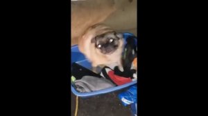 Мопс танцует 1 час