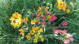 Цветы для теплиц .Альстромерия