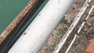 Рыбалка на эстакаде Артем - Ловля кутума - Farid Koshkarly 2