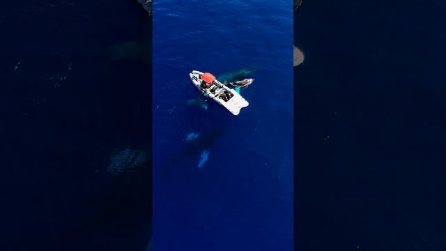 Whale Family in Maui playing with a paddleboarder and a boat