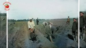 Музейная история помидора   2020г