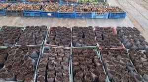 Павловния из корня. Выращиваем саженцы из маточного корня.