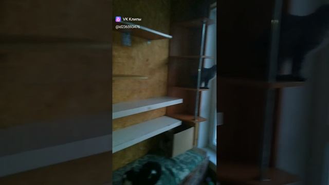 Котики ? которые верят что и за ними придёт Любимый Человек ???#Кронштадт #ПриютДляКошек