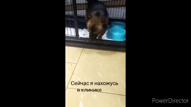 #нужнапомощь #бездомные_животные