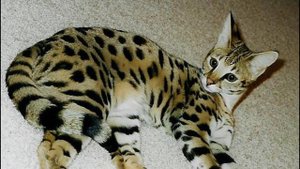 Гибриды Животных О Которых Вы Не Знали