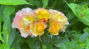 Июль в Саду 23 июля 2022 часть 2