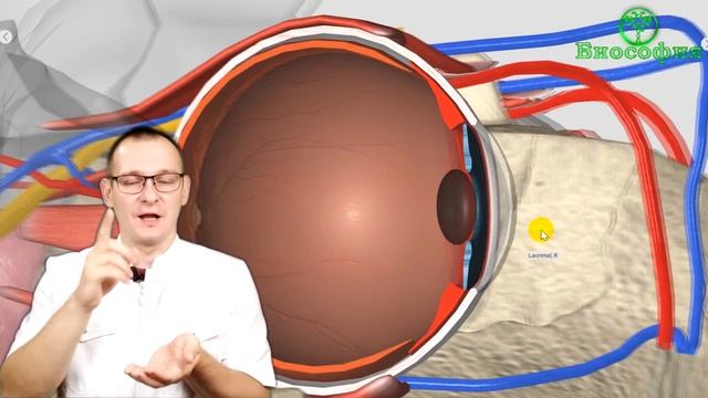 ПОЧЕМУ ХРУСТАЛИК ГЛАЗА ПРОЗРАЧНЫЙ? Тело человека за 60 секунд. смотреть онлайн