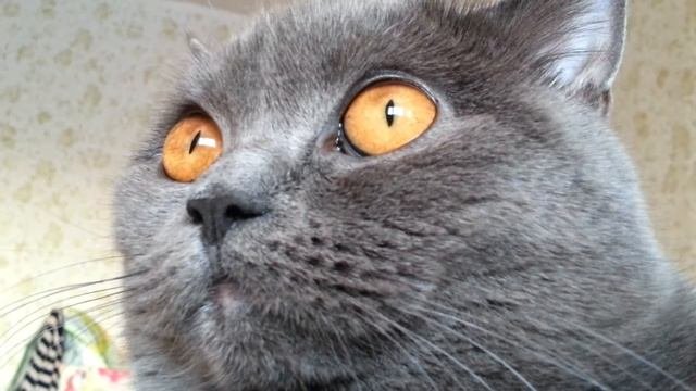 Кошачее зрение