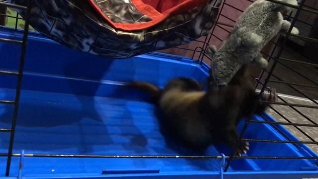 Хорек вертушка смотреть онлайн