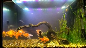 Как Я нарушил АЗОТНЫЙ ЦИКЛ в аквариуме!