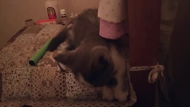 Вечернее домашнее видео - реалистично, натурально, незамысловато.