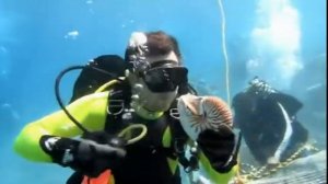 Подводный мир. Морские обитатели. Головоногие моллюски. Наутилус помпилиус