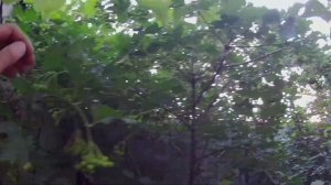 Калина обыкновенная из леса на участке. Выращивание калины красной в Челябинске