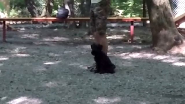 Общий курс дрессировки собак в Ставрополе видео