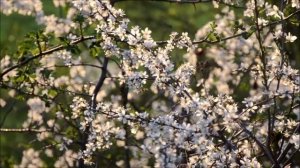 Деревня Демкино Липецкая область